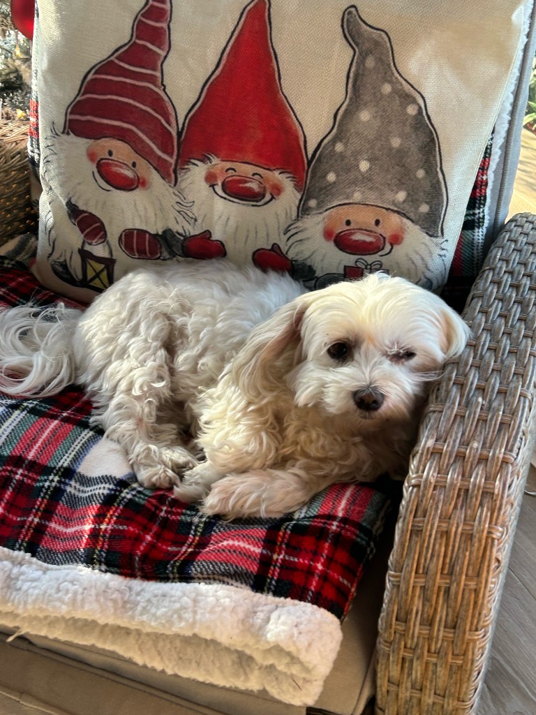 Small dog relaxing indoors on a comfortable chair at the property
